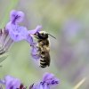 ABEILLE en plein repas. 2024. ISABELLE TURBAN